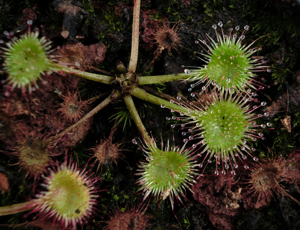 un gros plan d’un bouquet de plantes avec des gouttes d’eau dessus