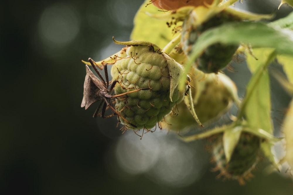 a close up of a plant with a bug on it