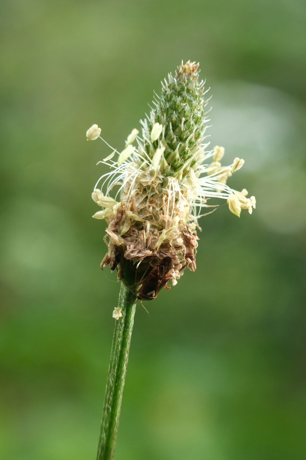 a close up of a flower with a blurry background