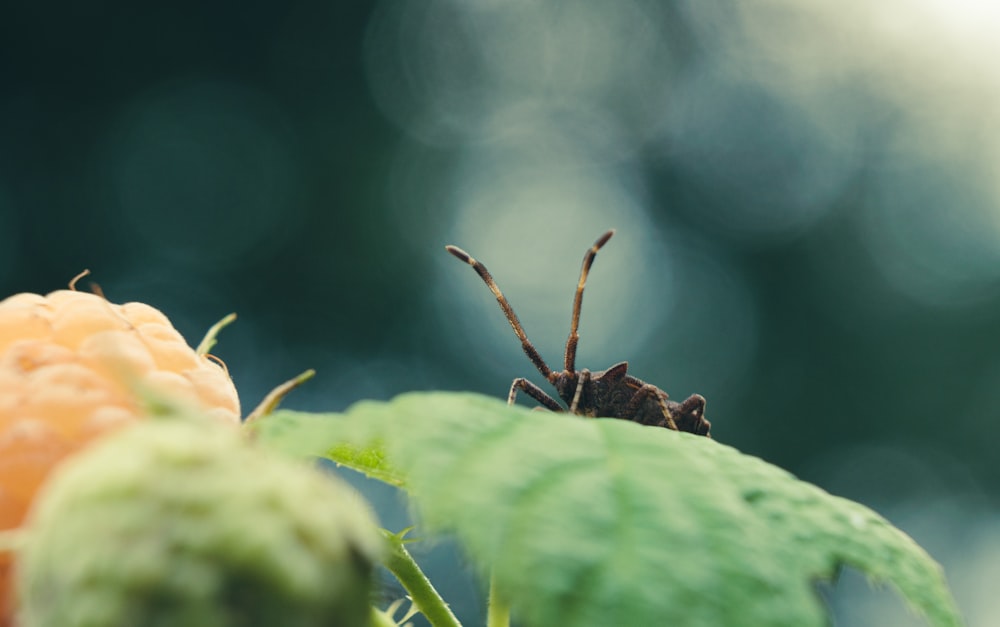 a bug sitting on top of a green leaf