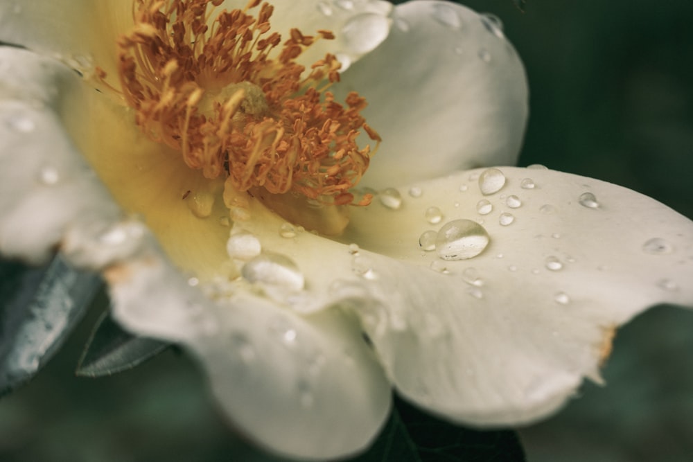 une fleur blanche avec des gouttelettes d’eau dessus