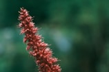 a close up of amaranth