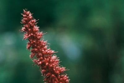 a close up of amaranth