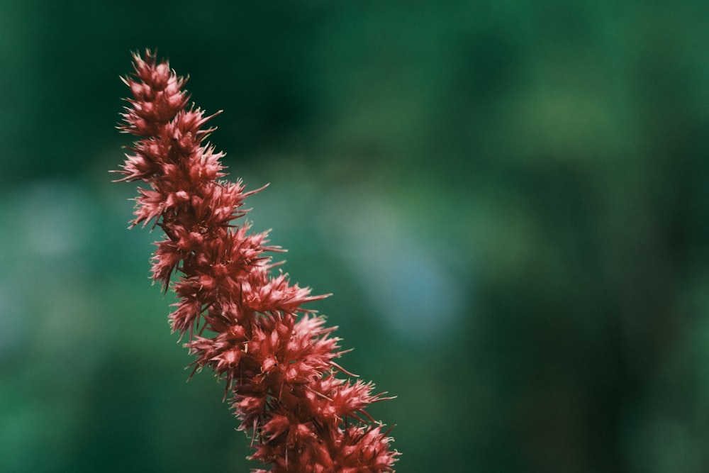 a close up of a red flower with blurry background