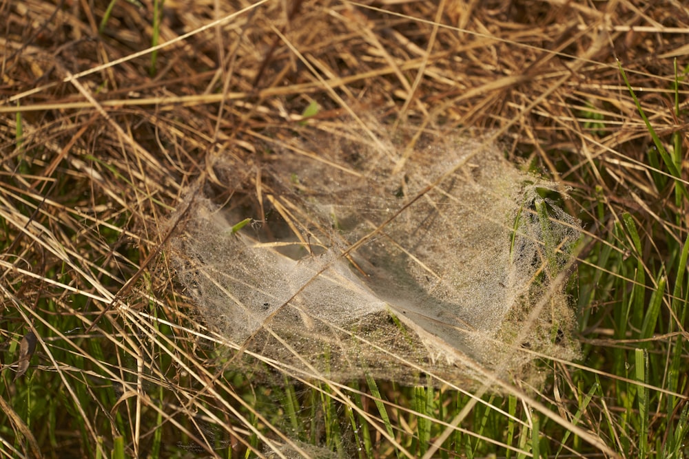 a close up of a dry grass field