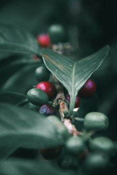 a close up of berries and leaves on a tree