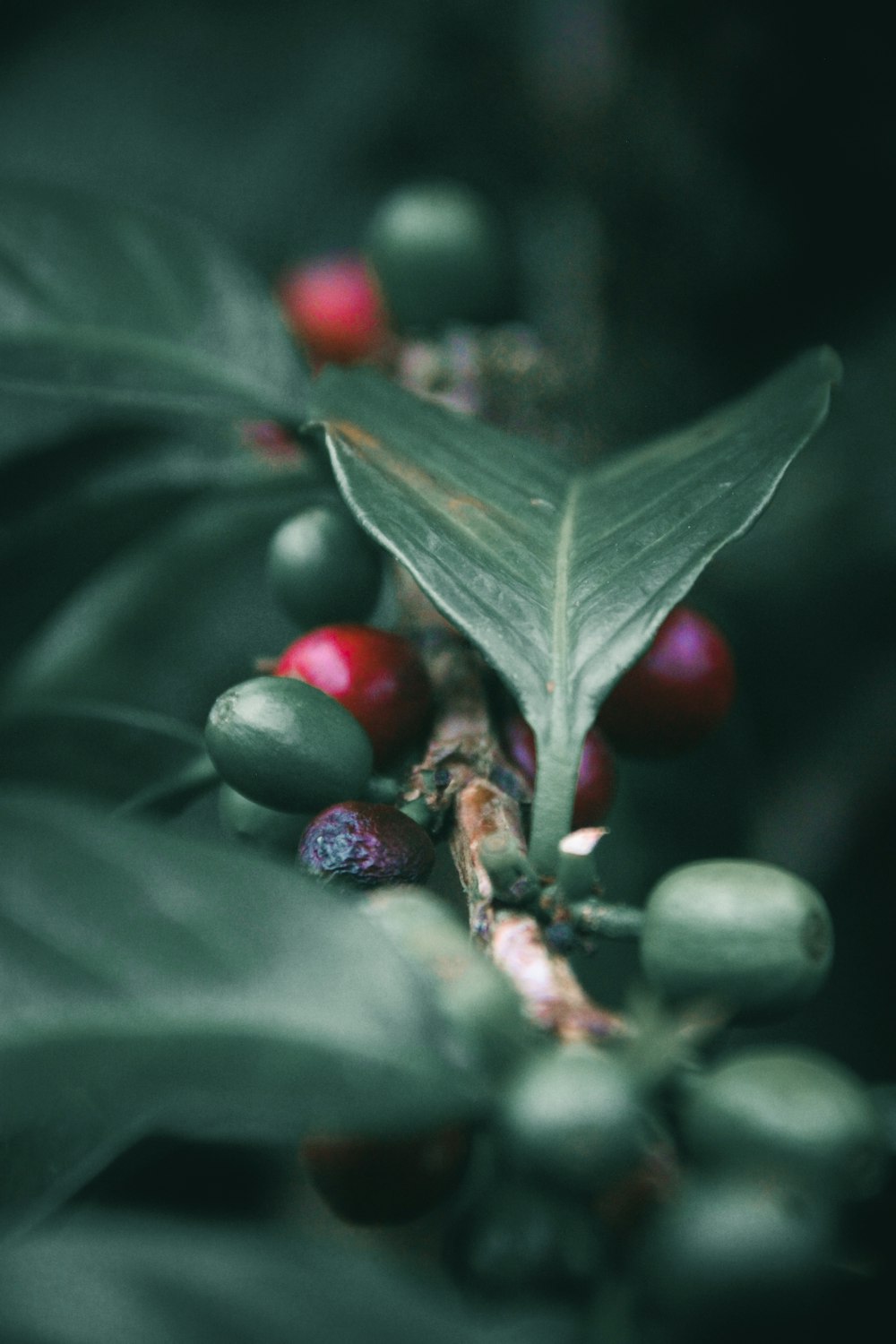 Eine Nahaufnahme von Beeren und Blättern an einem Baum