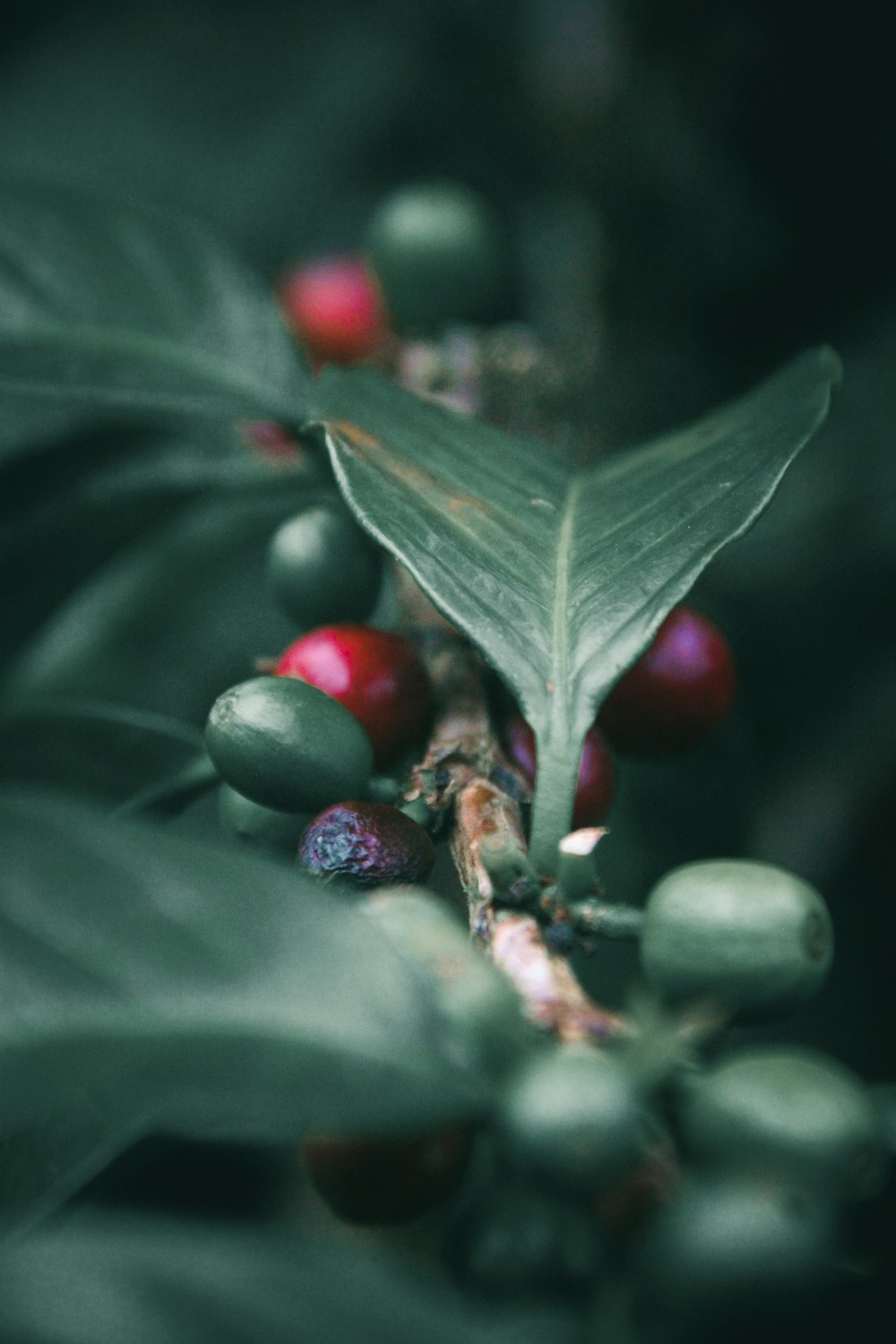 a close up of berries and leaves on a tree