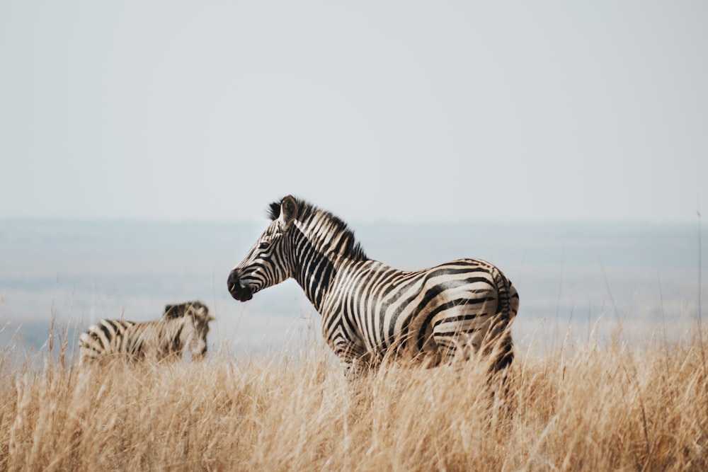 a couple of zebra standing on top of a dry grass field