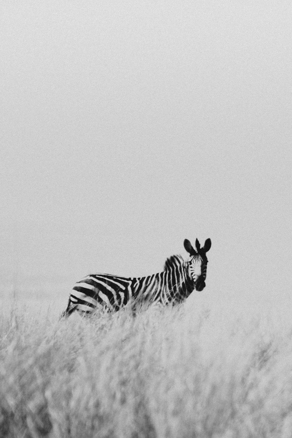 a black and white photo of a zebra in a field