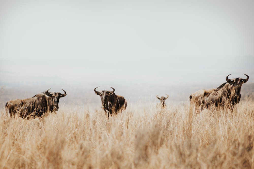 um rebanho de gado em pé em cima de um campo de grama seca