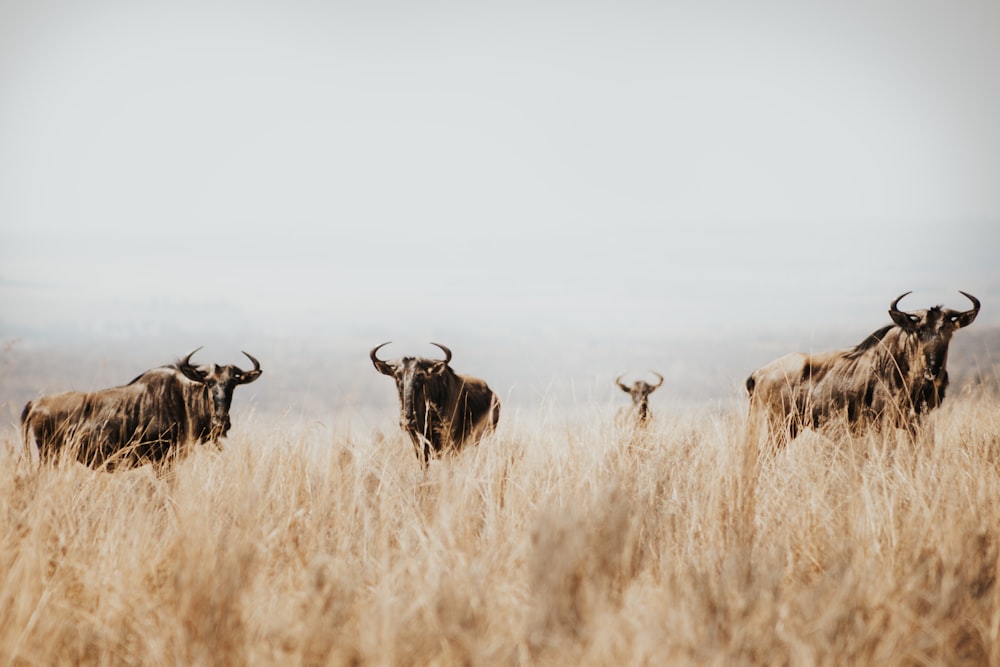 a herd of cattle standing on top of a dry grass field