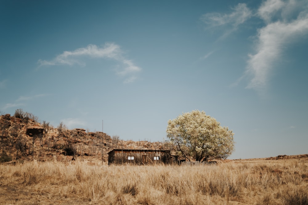 a lone tree in a field with a house in the background