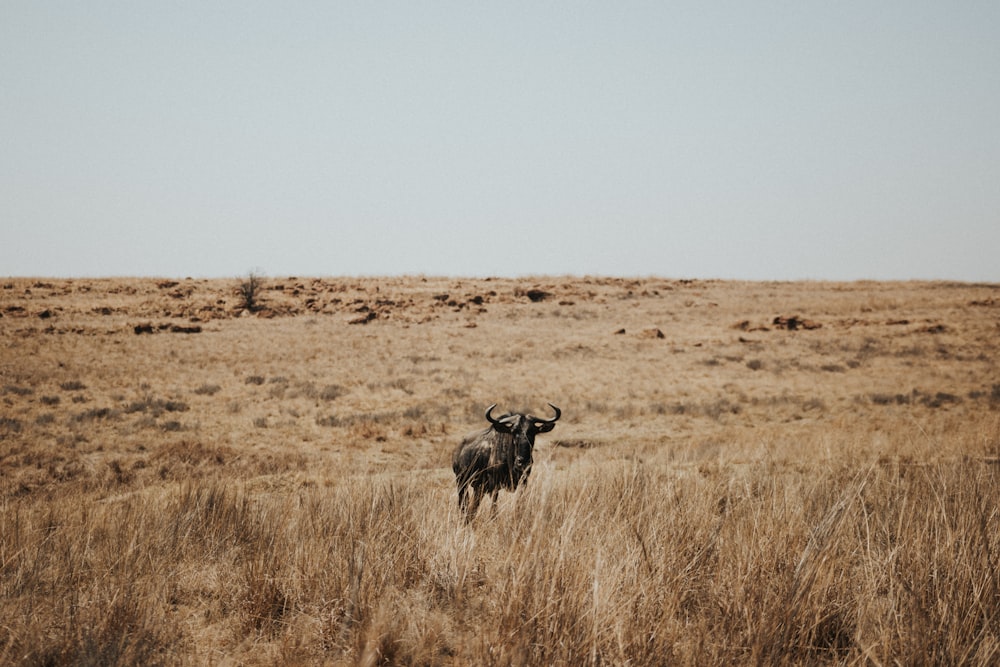 a cow standing in a field of dry grass