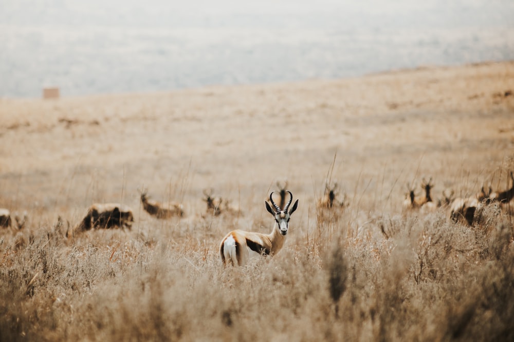 a group of antelope in a field of tall grass