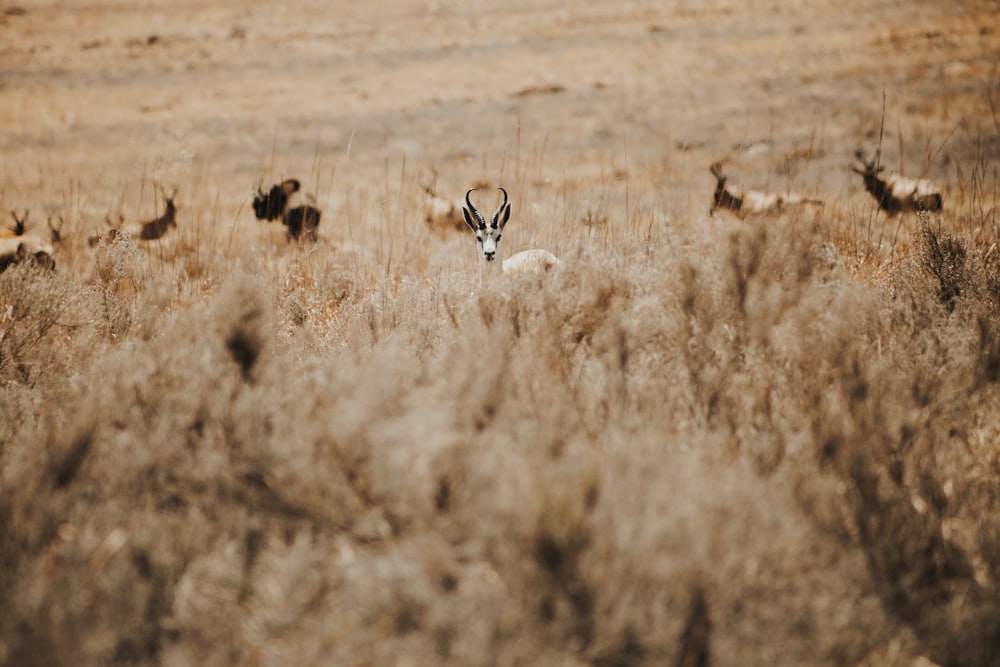 a herd of antelope standing in a dry grass field