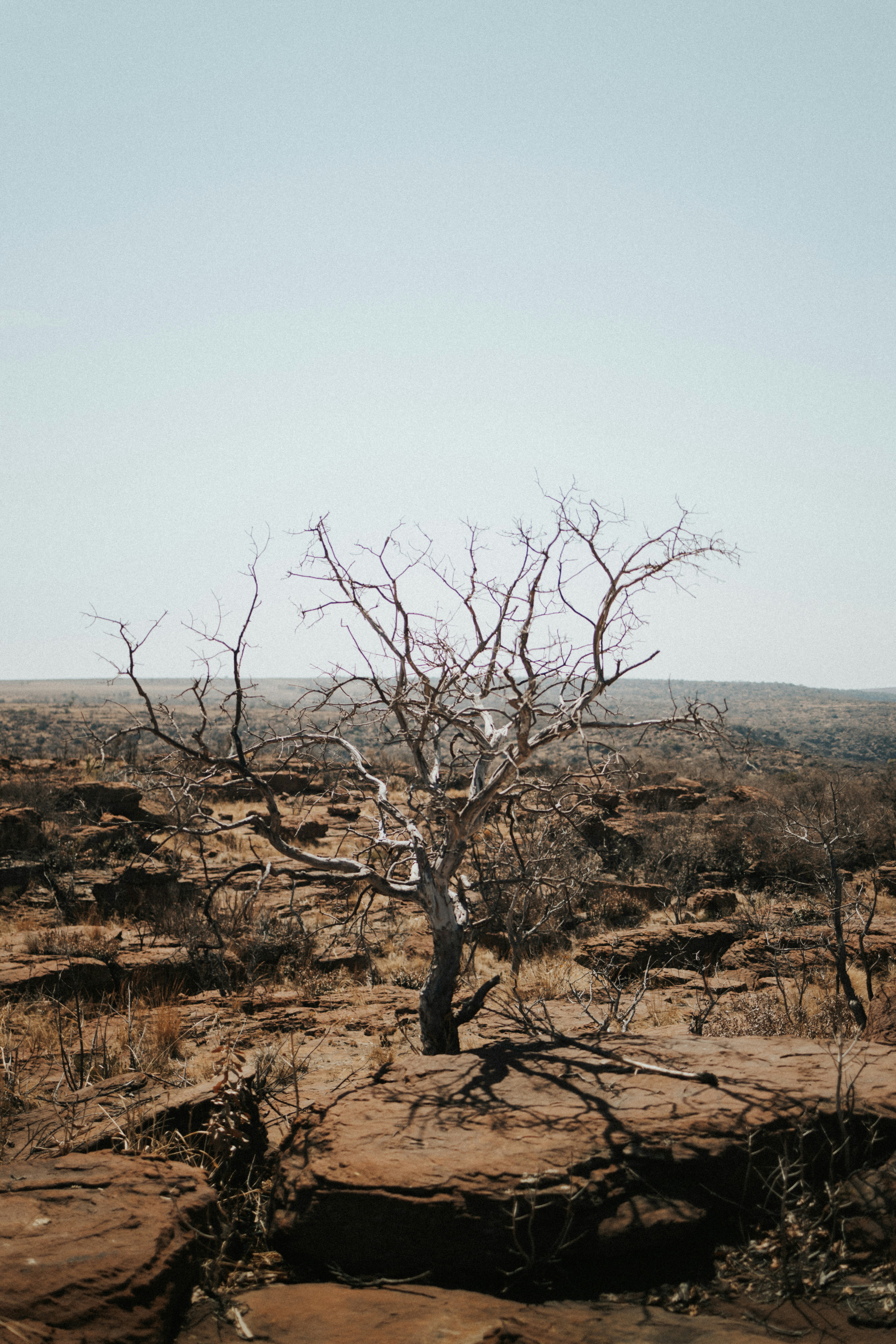 a lone tree in the middle of a desert