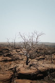 arbol seco producto del cambio climatico