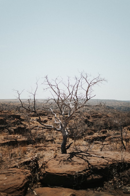 arbol seco producto del cambio climatico