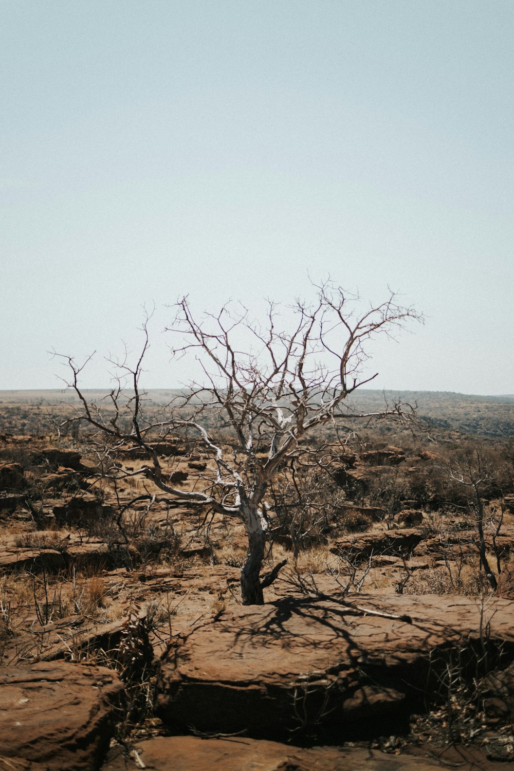 a lone tree in the middle of a desert