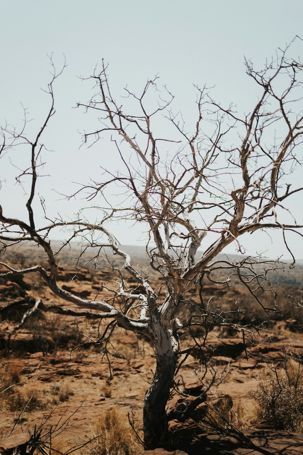a bare tree in the middle of a desert