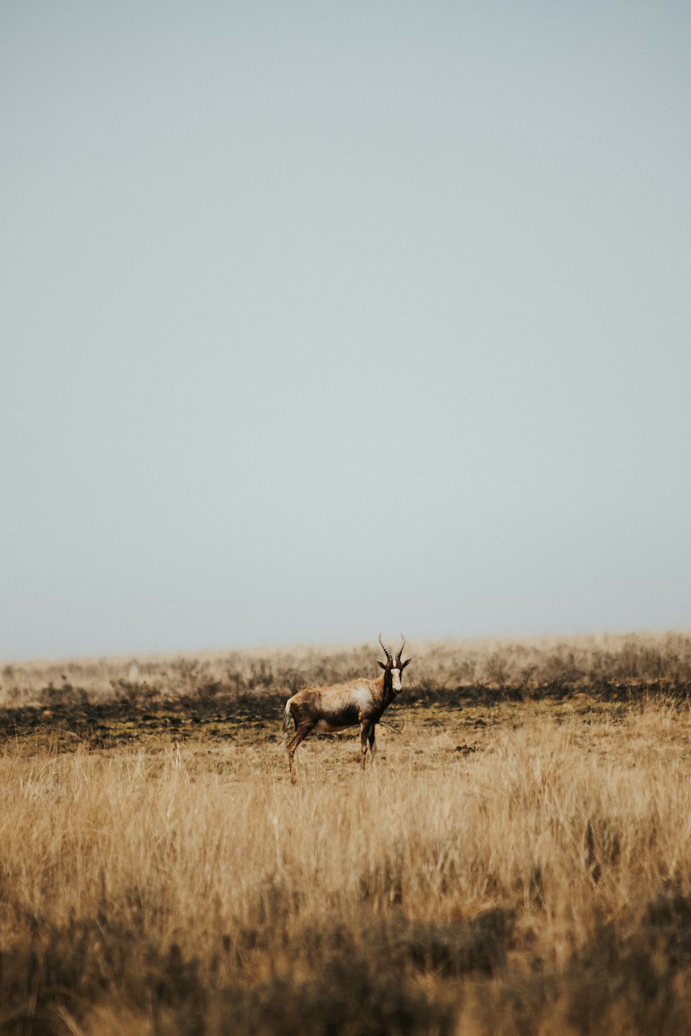 a deer standing in a field of tall grass