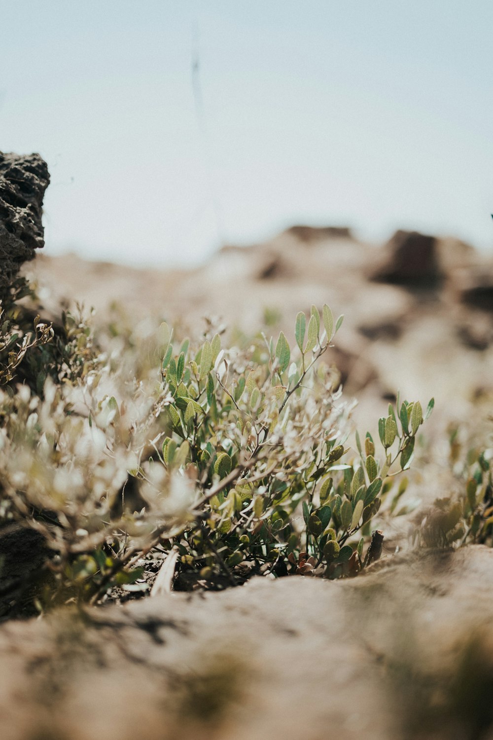 a small plant growing out of the ground