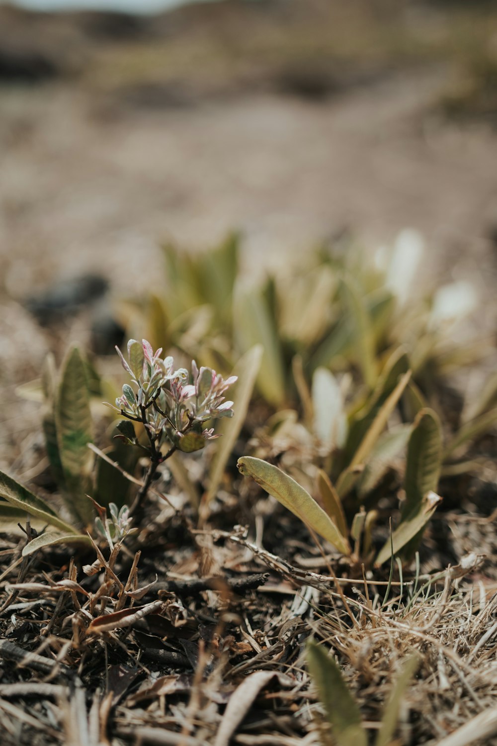 a close up of a small plant in the dirt