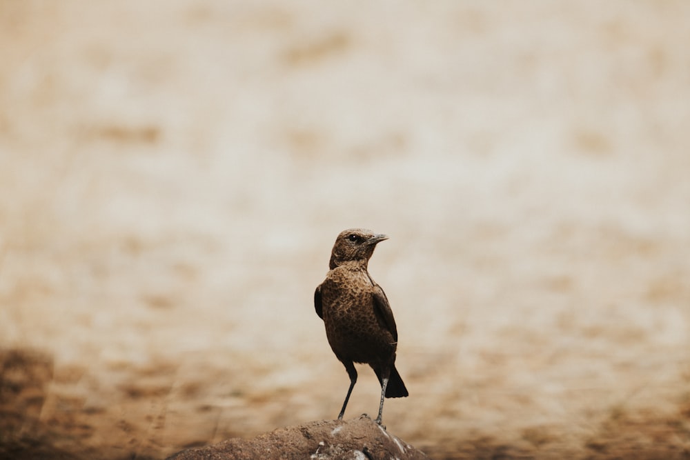 a bird standing on top of a rock