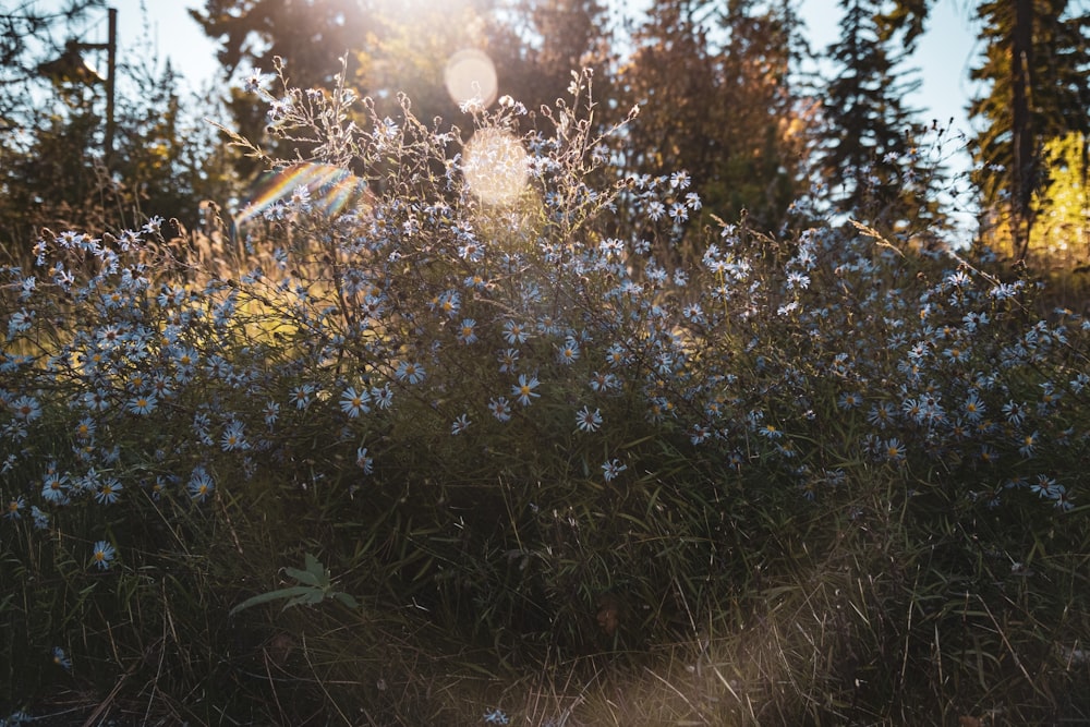 a field of blue flowers with the sun shining through the trees