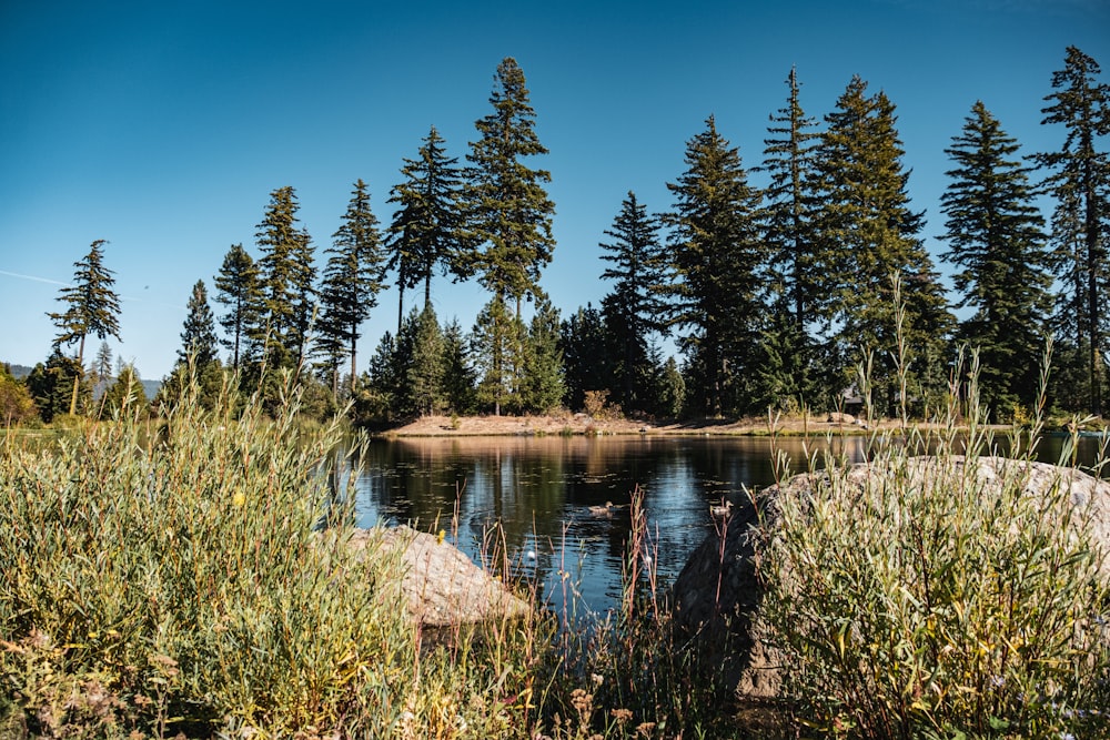 a body of water surrounded by lots of trees