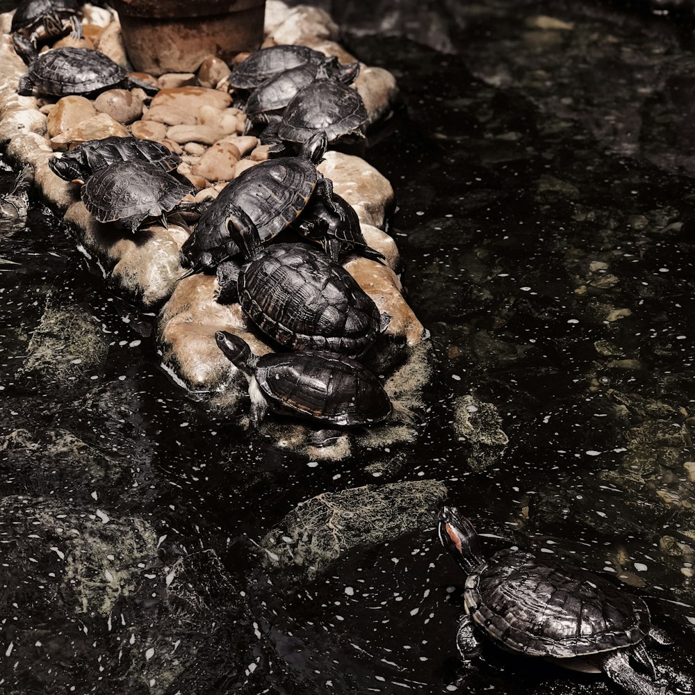 a group of turtles sitting on top of a pile of rocks