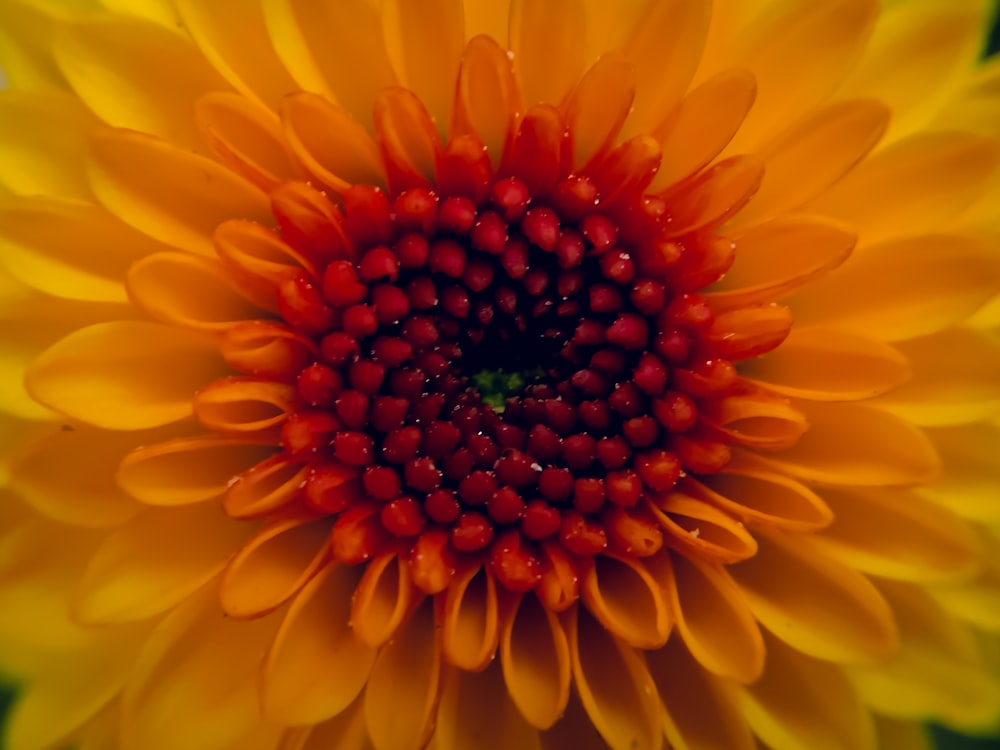 a close up of a yellow and red flower