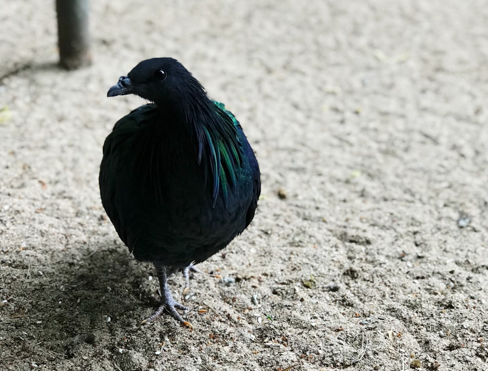 a black bird with a green tail standing in the sand