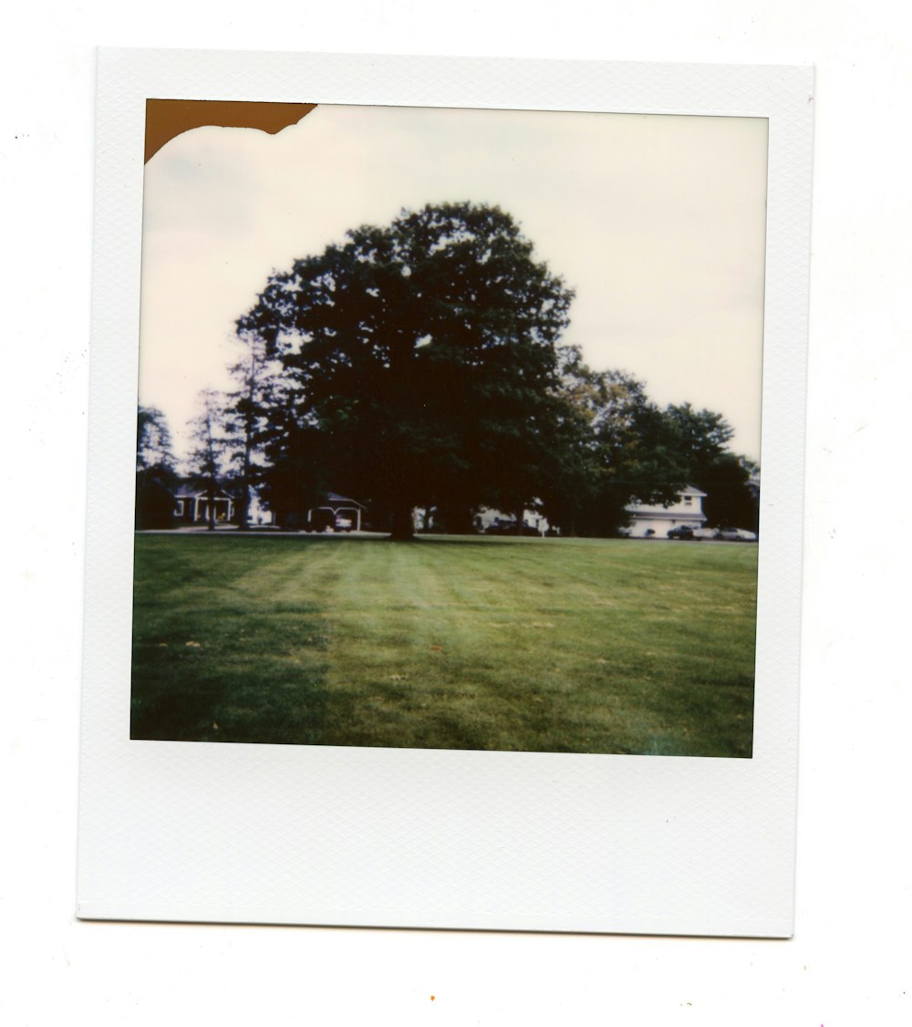 a picture of a field with a tree in the background