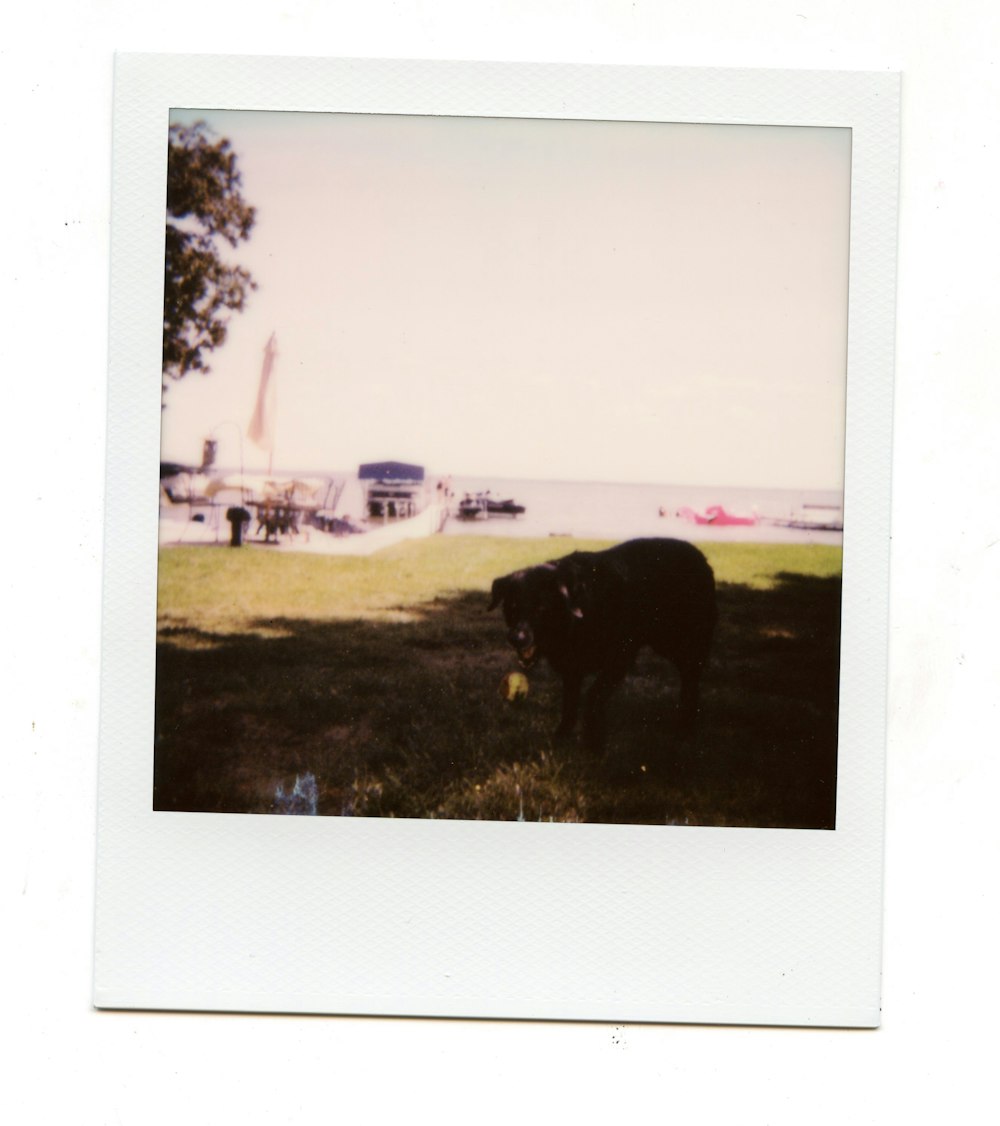 uma foto polaroid de uma vaca em um campo