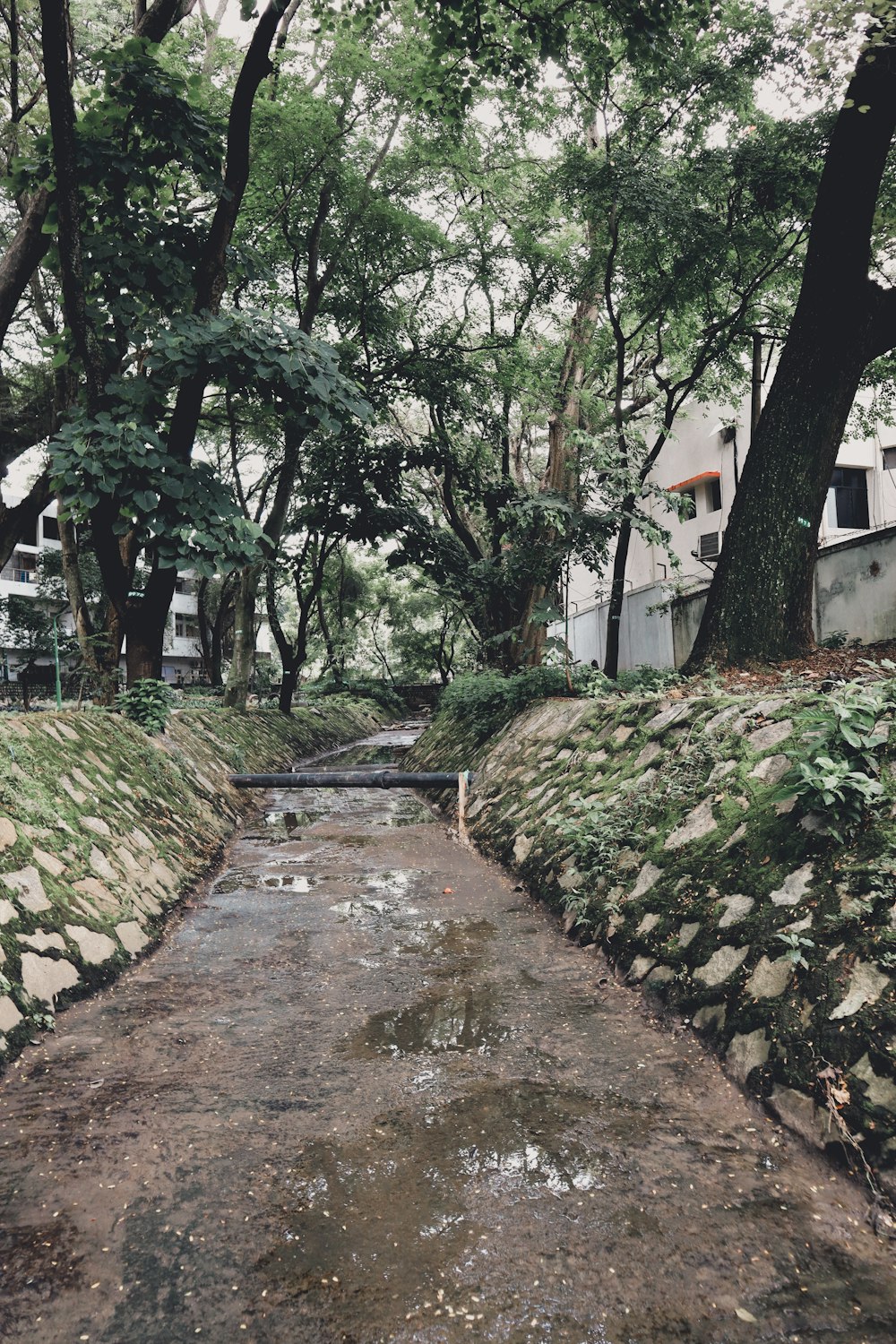 a small stream running through a lush green forest