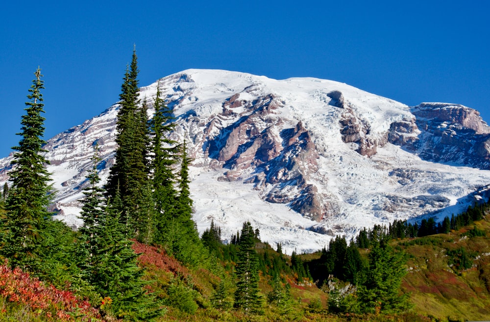 a snow covered mountain with evergreen trees in the foreground