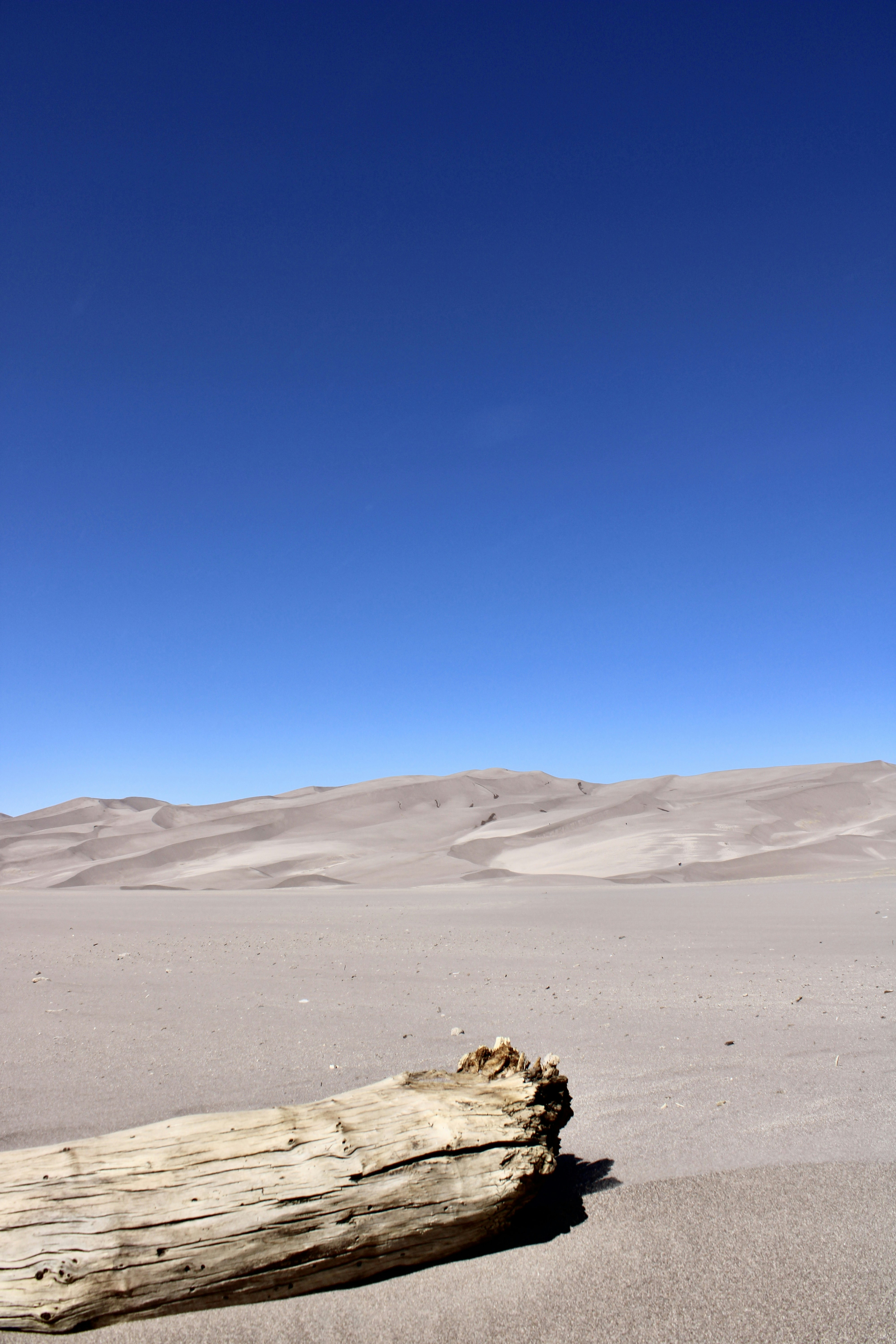 un grand morceau de bois posé au sommet d’une plage de sable