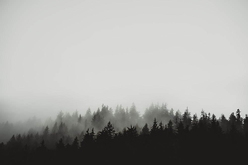 a black and white photo of a foggy forest