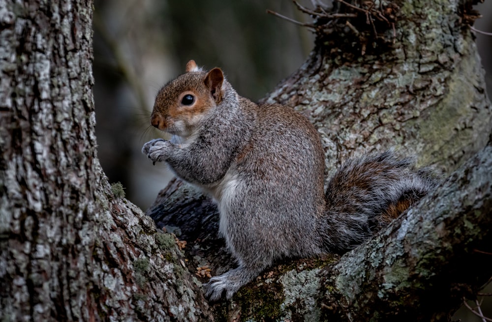 a squirrel is sitting on a tree branch