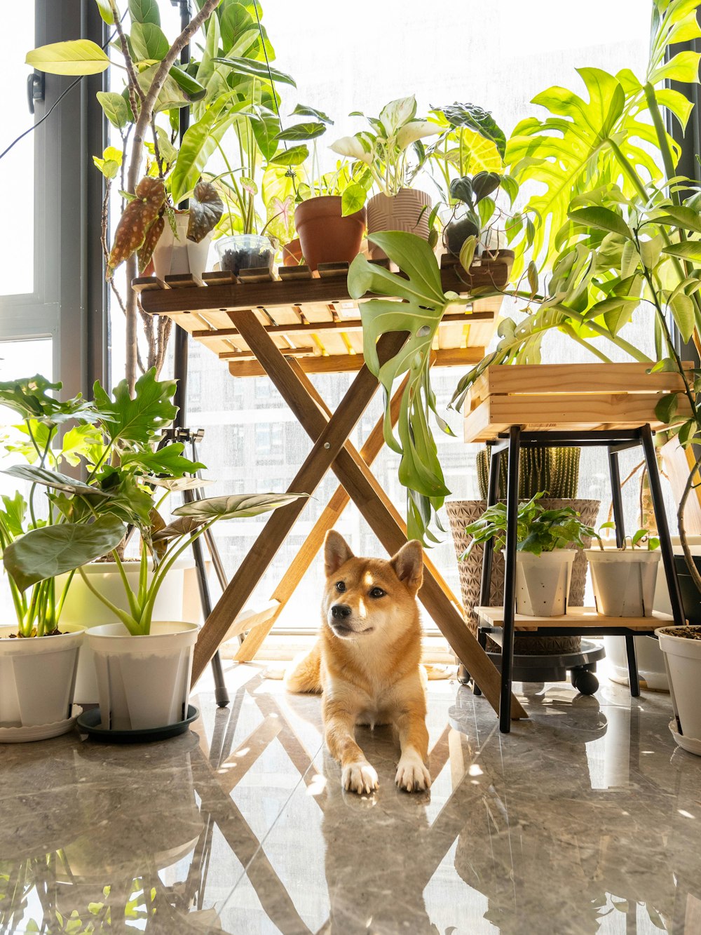 a dog sitting on the floor in front of potted plants