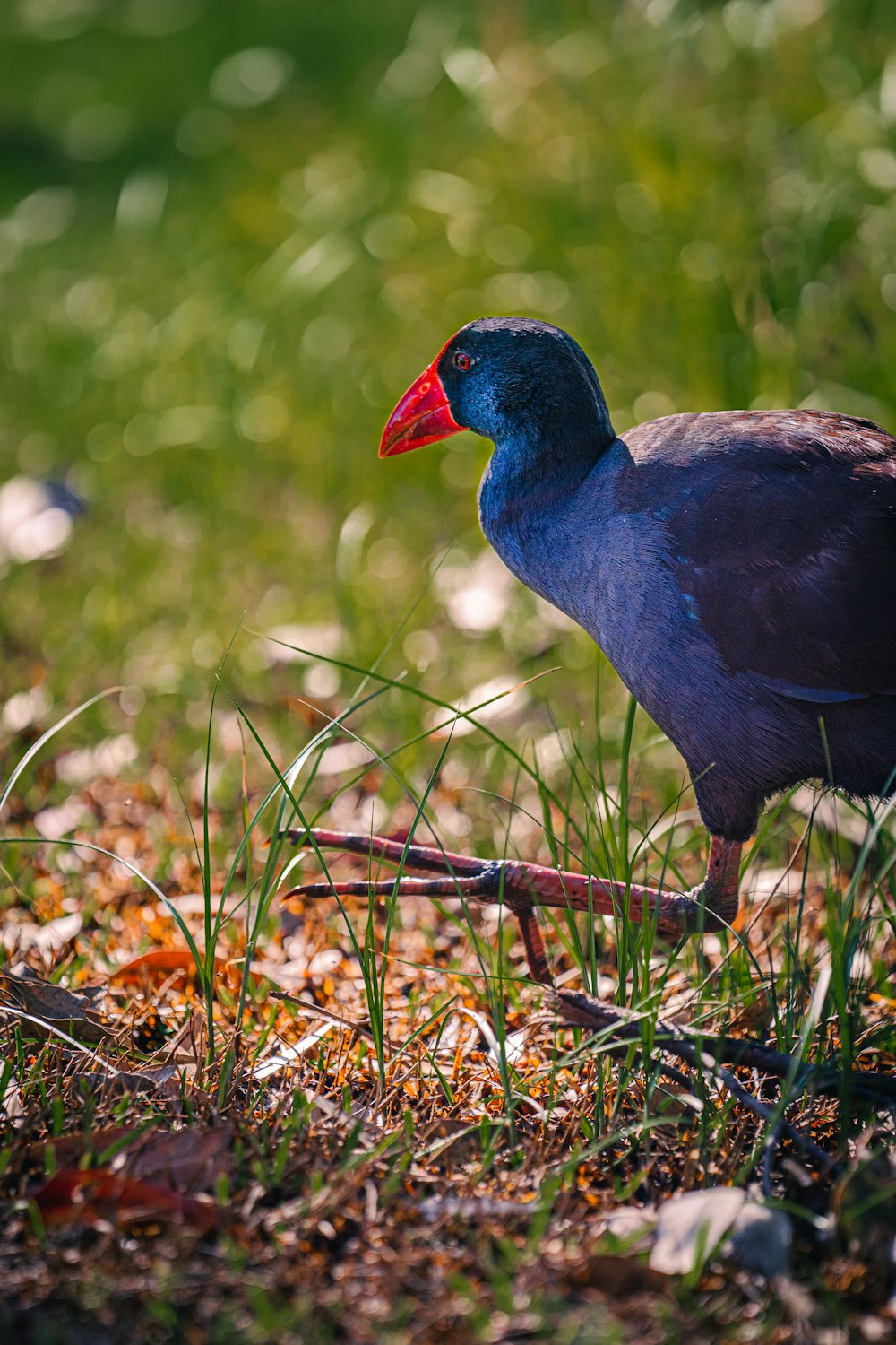 a blue bird with a red beak standing in the grass
