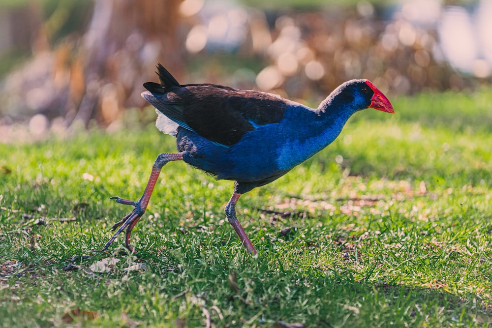 a blue and black bird walking across a lush green field