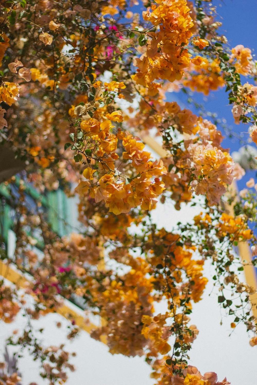 a tree with yellow flowers hanging from it's branches