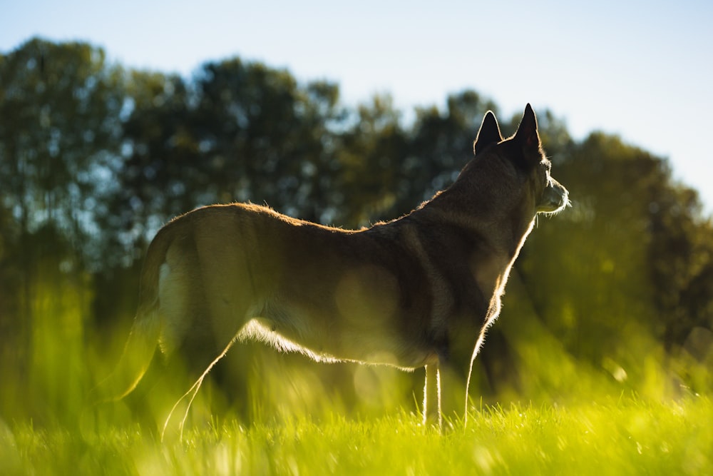 a dog standing in a field of tall grass