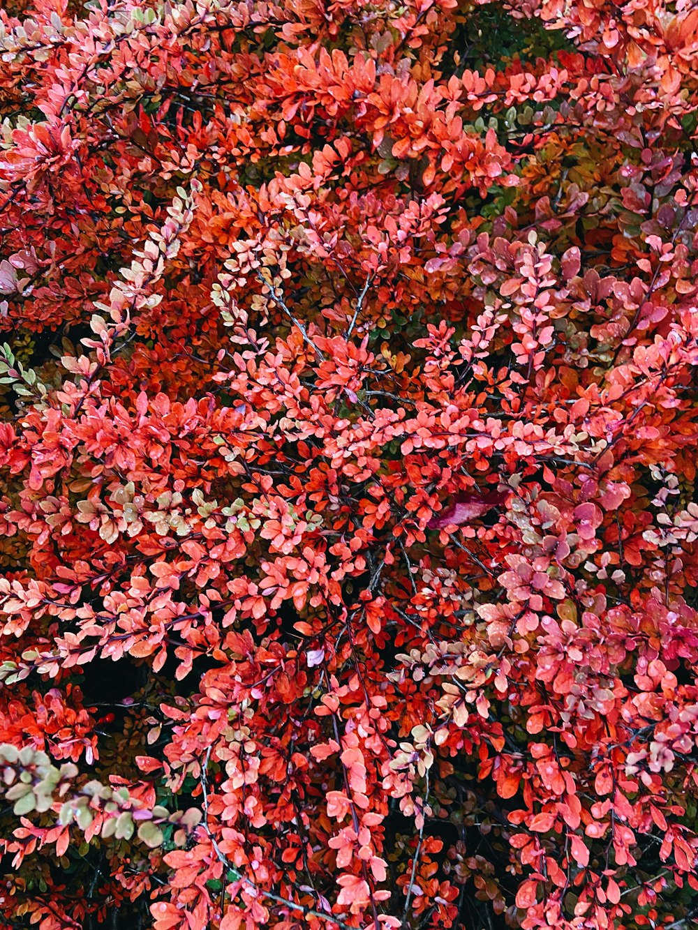 a bunch of red leaves on a tree