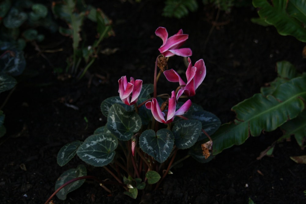 Una planta con flores rosadas y hojas verdes