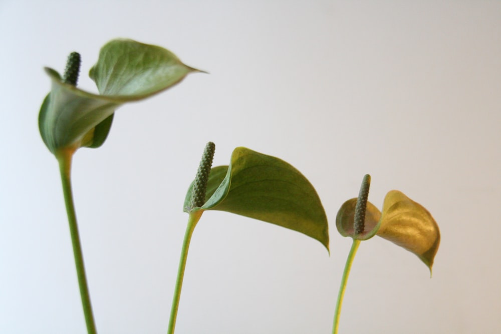 a group of three plants with green leaves