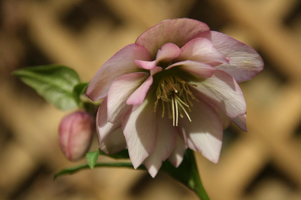 a close up of a pink flower with green leaves